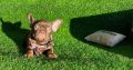 French Bulldog puppies for sale