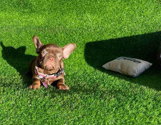 French Bulldog puppies for sale