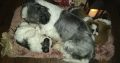 Shih Tzu puppies for sale