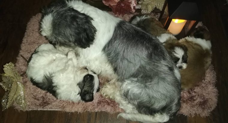 Shih Tzu puppies for sale