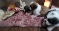 Shih Tzu puppies for sale