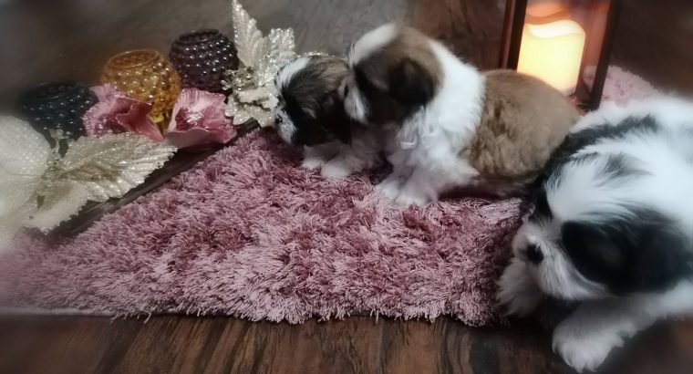 Shih Tzu puppies for sale