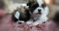 Shih Tzu puppies for sale