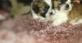Shih Tzu puppies for sale