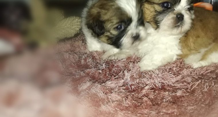 Shih Tzu puppies for sale