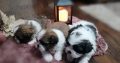 Shih Tzu puppies for sale