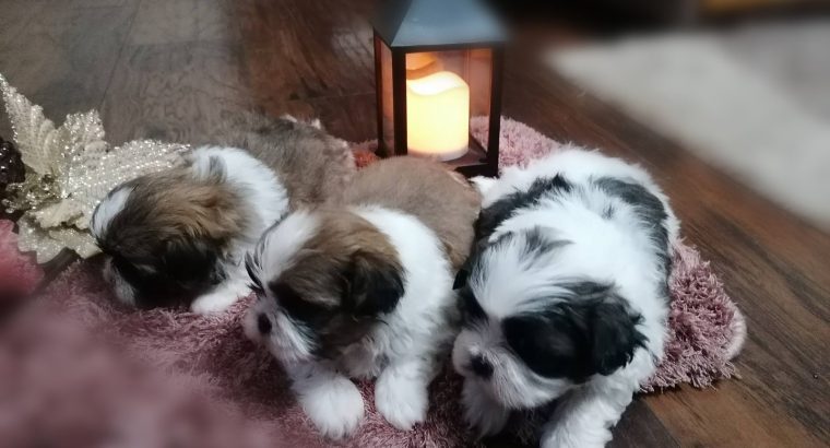 Shih Tzu puppies for sale