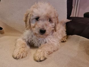 Goldendoodle puppies