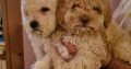Labradoodle puppies