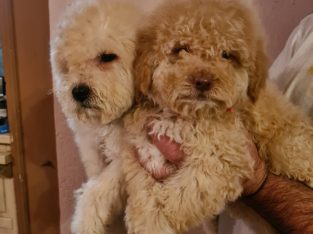 Labradoodle puppies