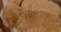 Labradoodle puppies