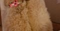 Labradoodle puppies