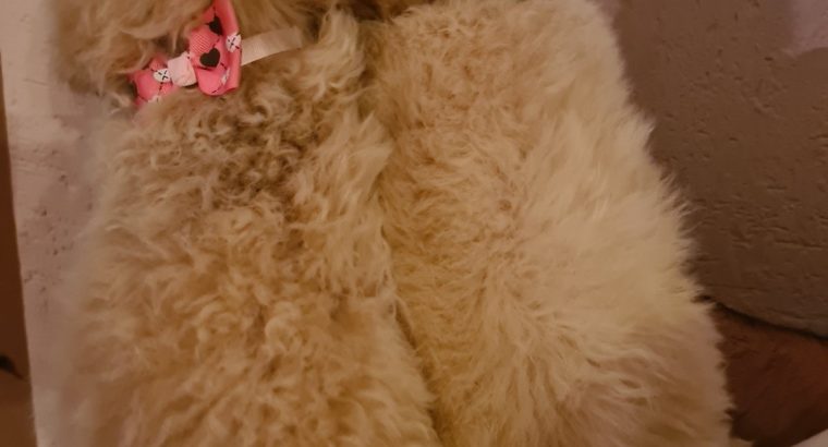 Labradoodle puppies