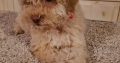 Labradoodle puppies