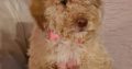 Labradoodle puppies