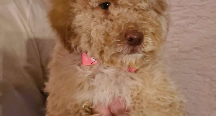 Labradoodle puppies
