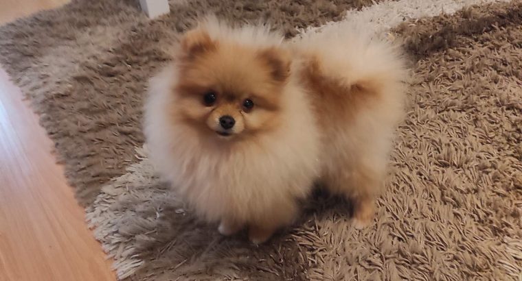 Pomeranian Spitz girl for sale