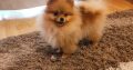 Pomeranian Spitz girl for sale