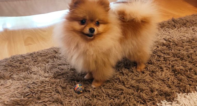 Pomeranian Spitz girl for sale