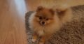 Pomeranian Spitz girl for sale
