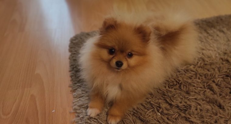 Pomeranian Spitz girl for sale