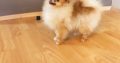 Pomeranian Spitz girl for sale