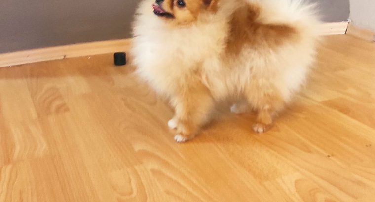 Pomeranian Spitz girl for sale