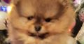 Pomeranian Teddy Bears TOP Class