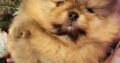 Pomeranian Teddy Bears TOP Class