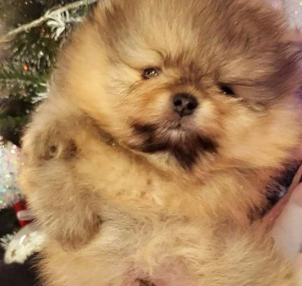 Pomeranian Teddy Bears TOP Class