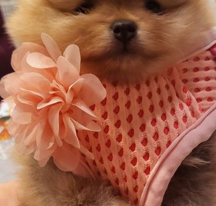 Pomeranian Teddy Bears TOP Class