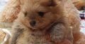 Pomeranian Teddy Bears TOP Class