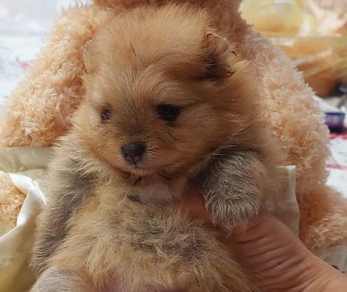Pomeranian Teddy Bears TOP Class