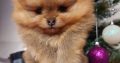 Pomeranian Teddy Bears TOP Class