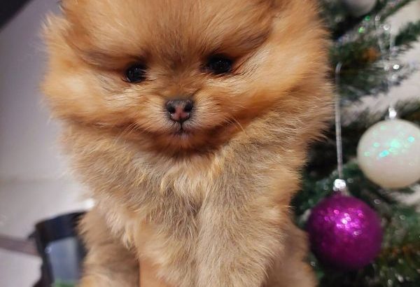 Pomeranian Teddy Bears TOP Class