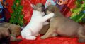 French Bulldog puppies for sale