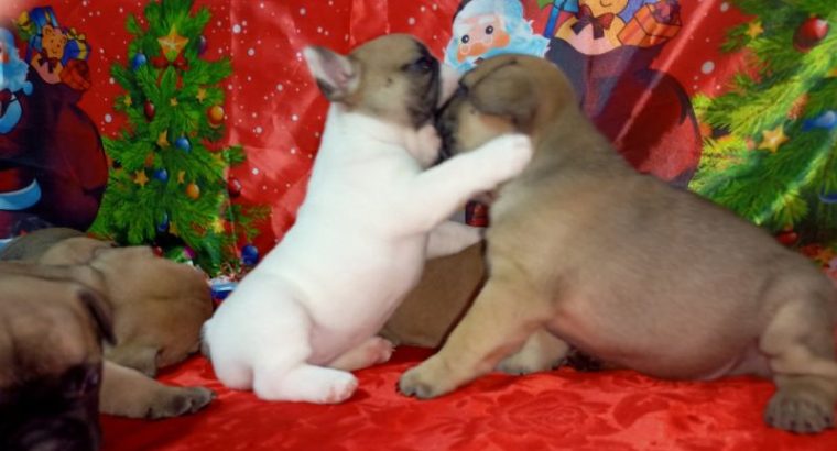 French Bulldog puppies for sale