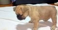French Bulldog puppies for sale