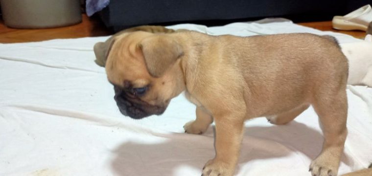 French Bulldog puppies for sale