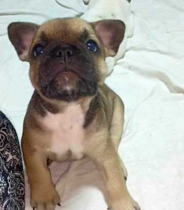 French Bulldog puppies for sale