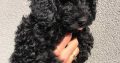 Poodle puppies for sale