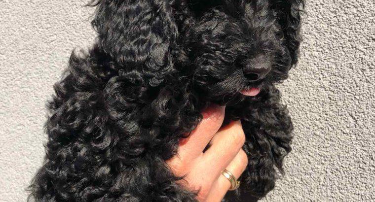 Poodle puppies for sale