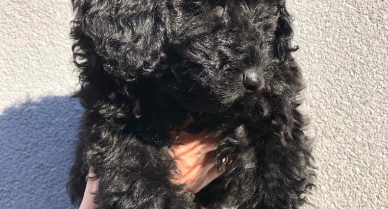 Poodle puppies for sale