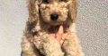 Poodle puppies for sale