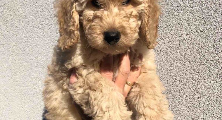 Poodle puppies for sale