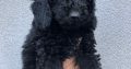 Poodle puppies for sale