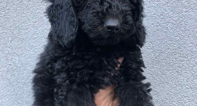 Poodle puppies for sale