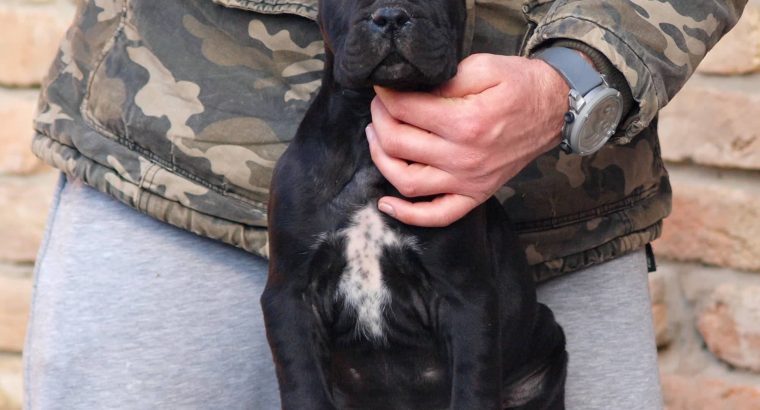 Cane Corso puppies