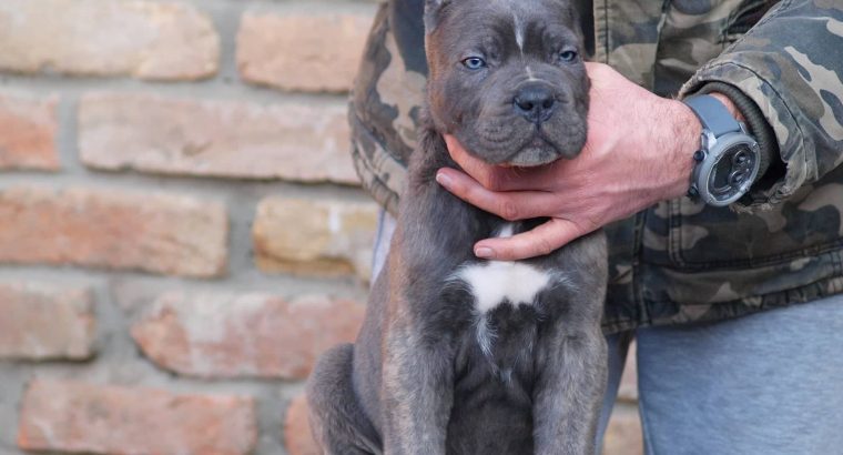 Cane Corso puppies