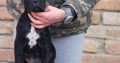 Cane Corso puppies